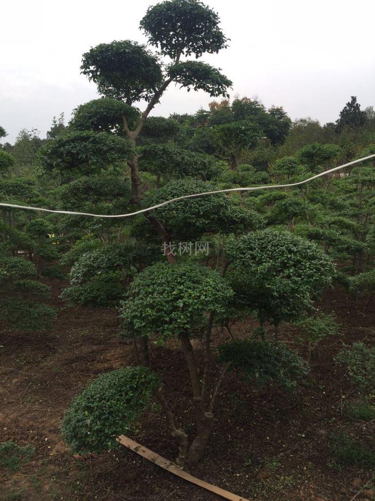 造型树