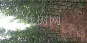 国槐