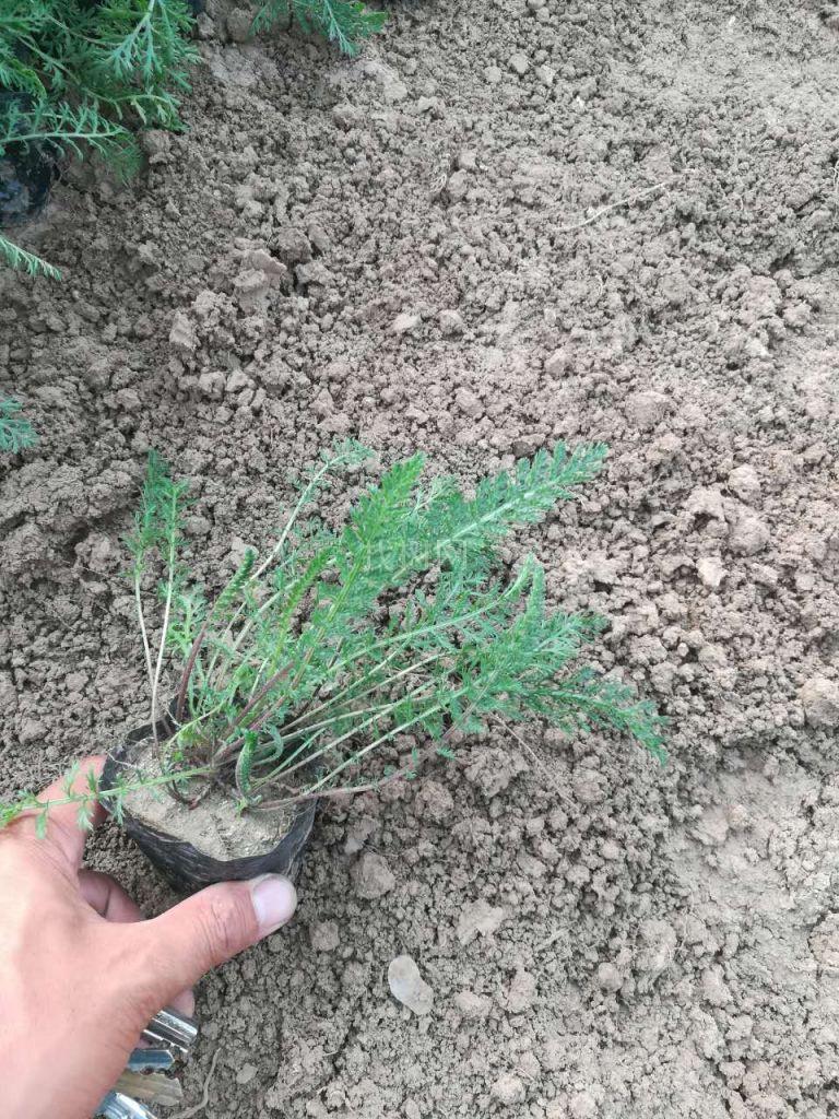 蓍草
