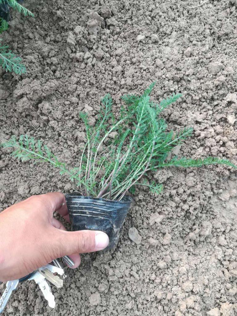 蓍草