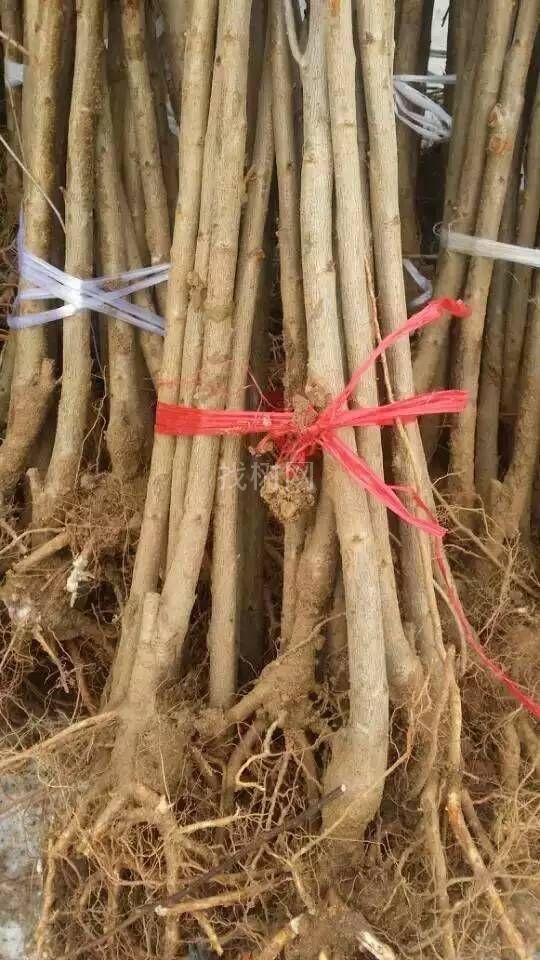 樱桃苗