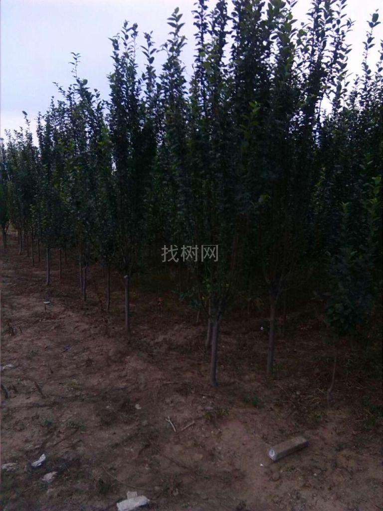 西府海棠