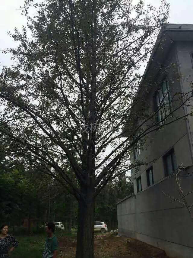 银杏树