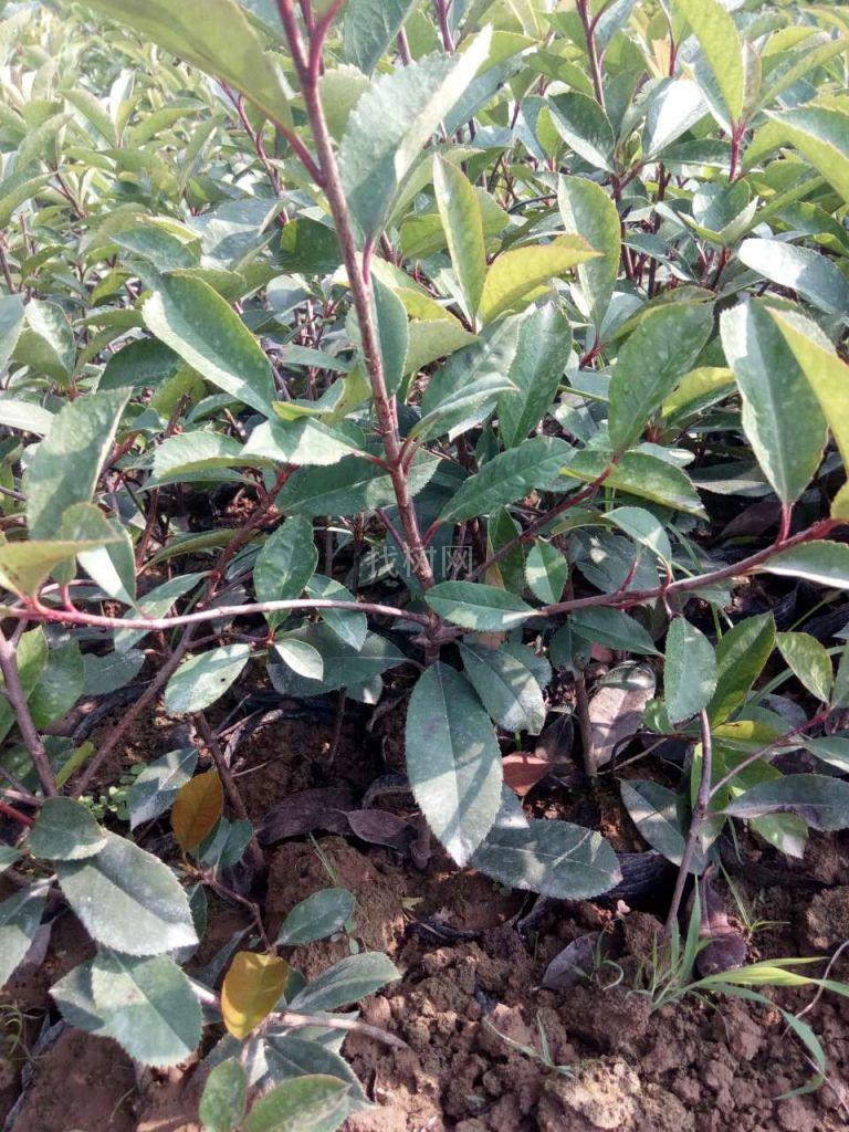 红叶石楠