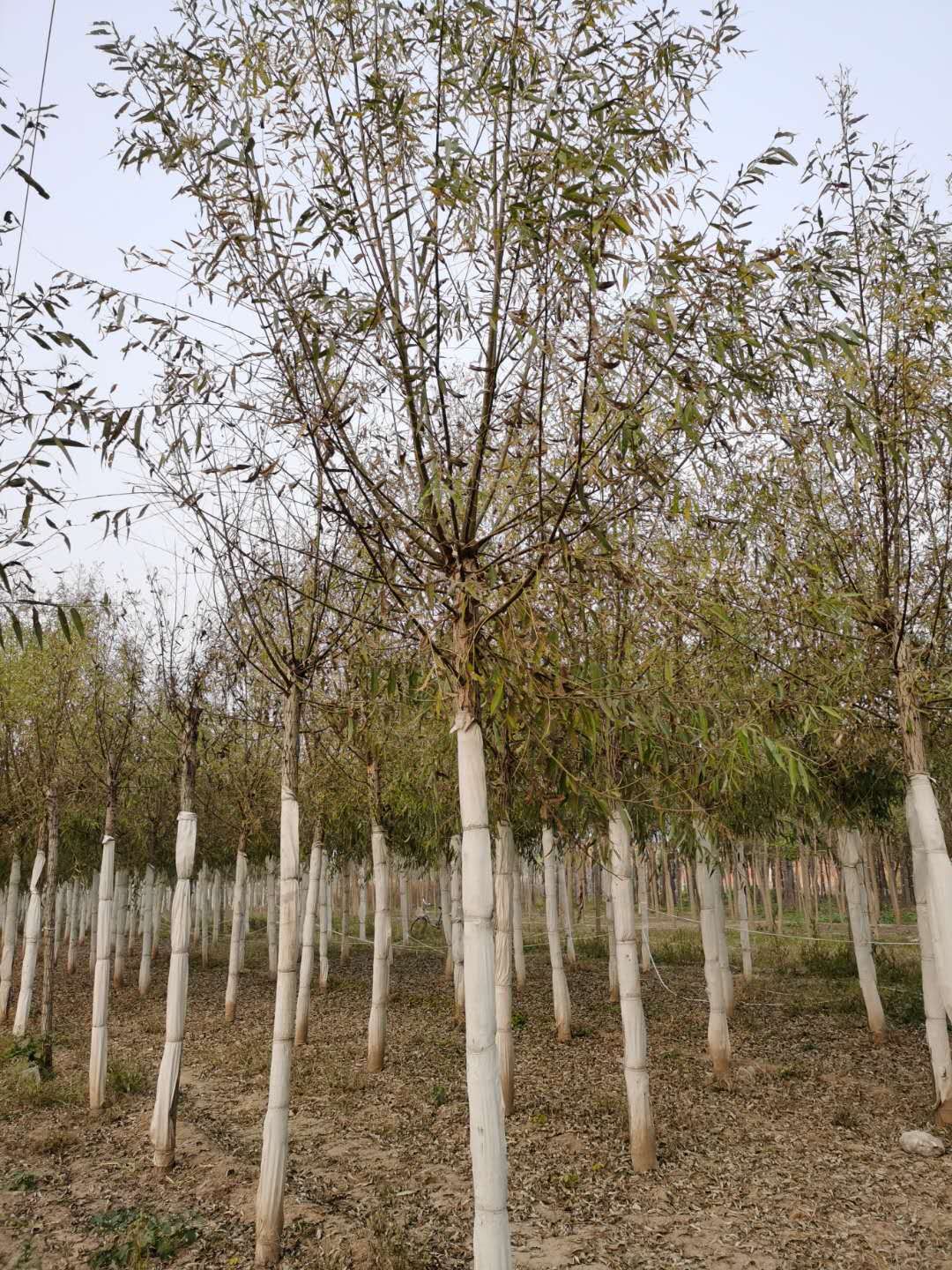 旱柳