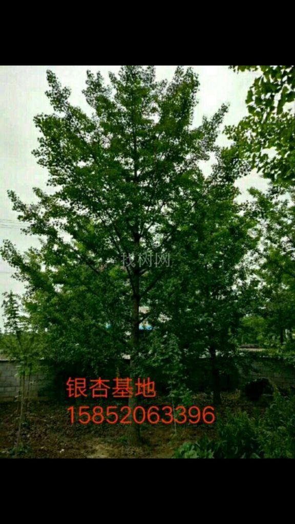 银杏