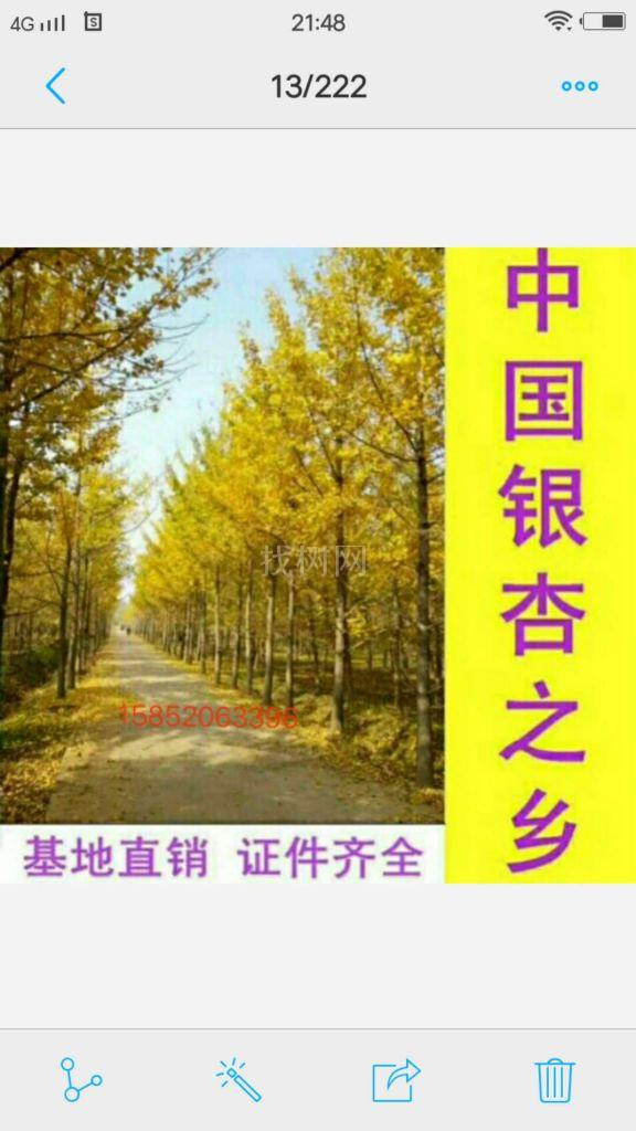 银杏