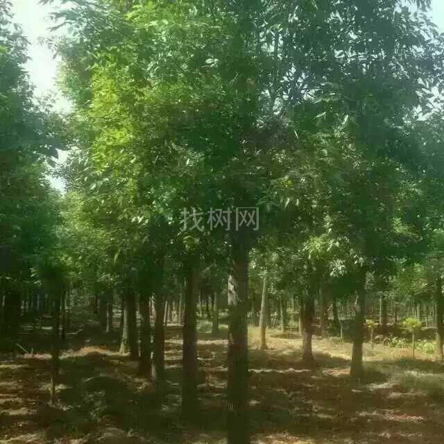 白蜡