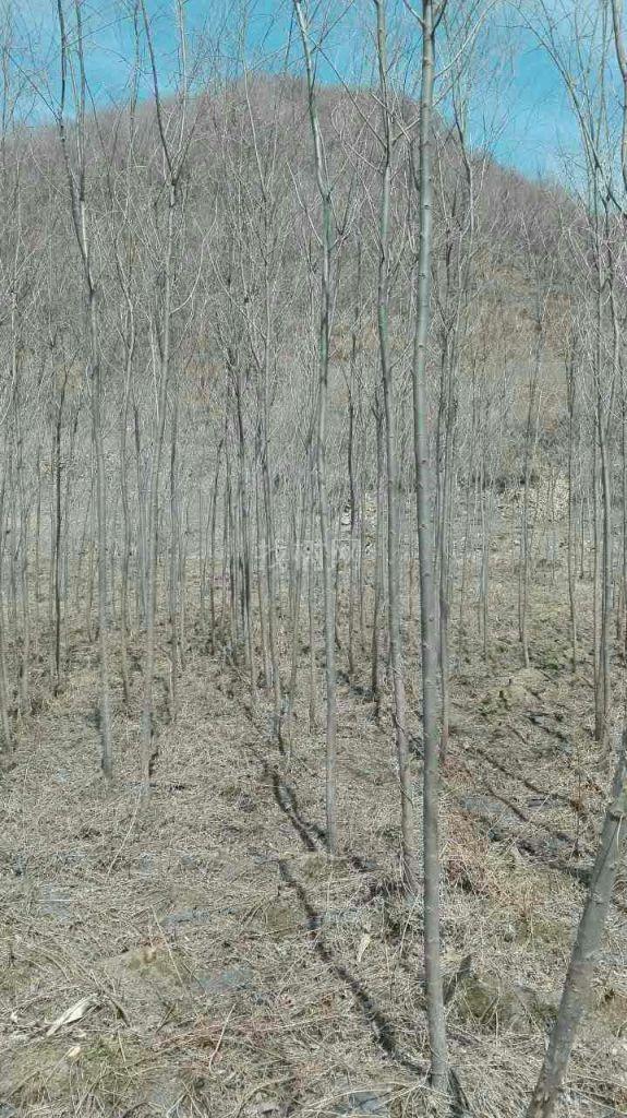 雄性垂柳