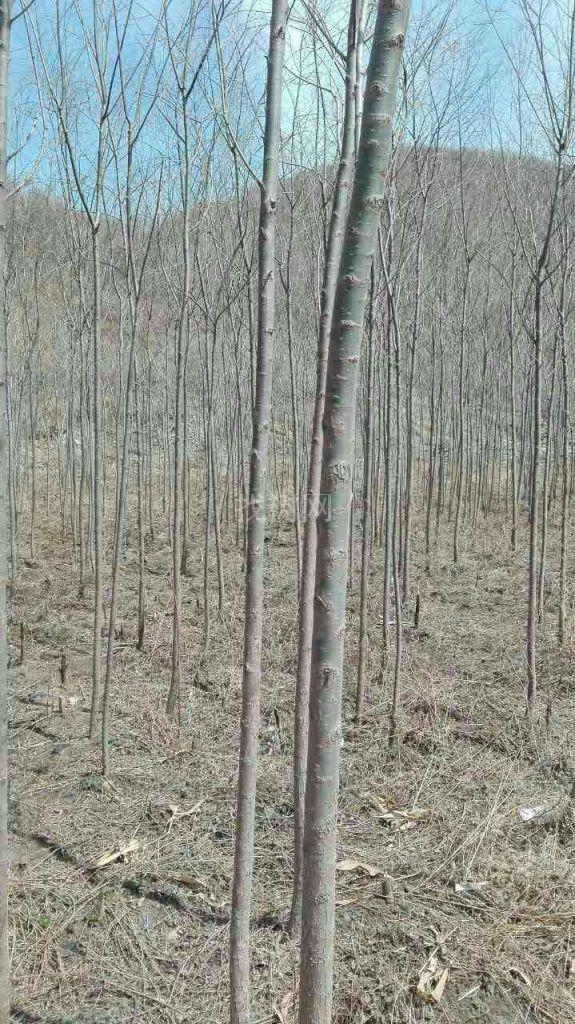 雄性垂柳