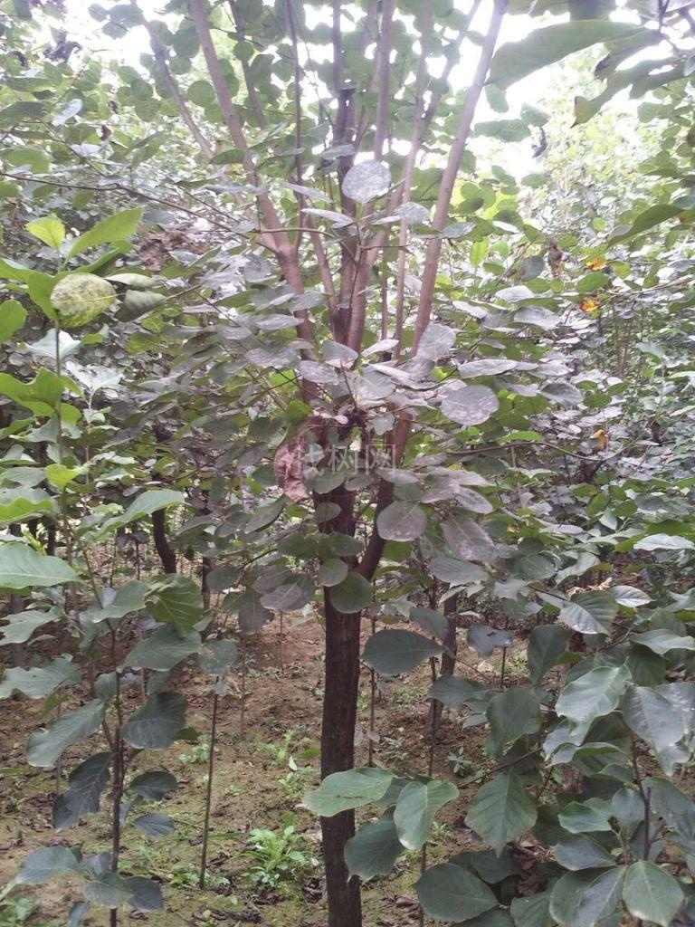 黄栌