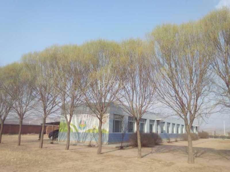 馒头柳
