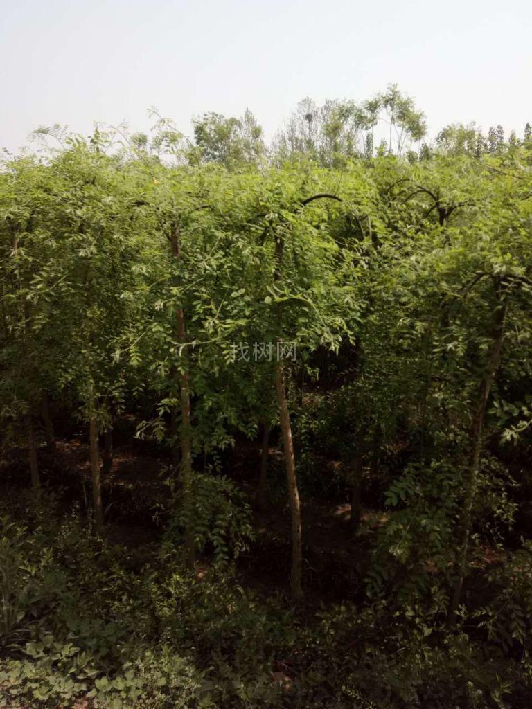 龙爪槐