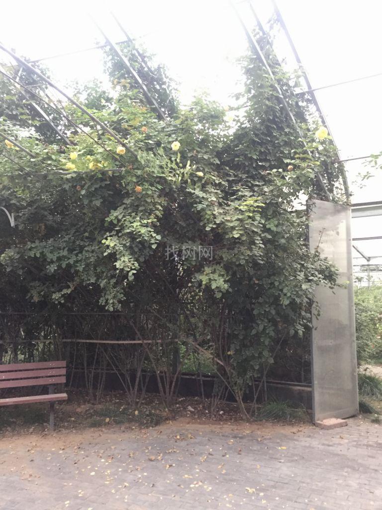 藤本月季