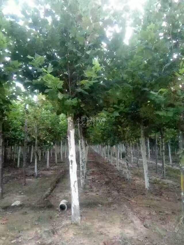法桐