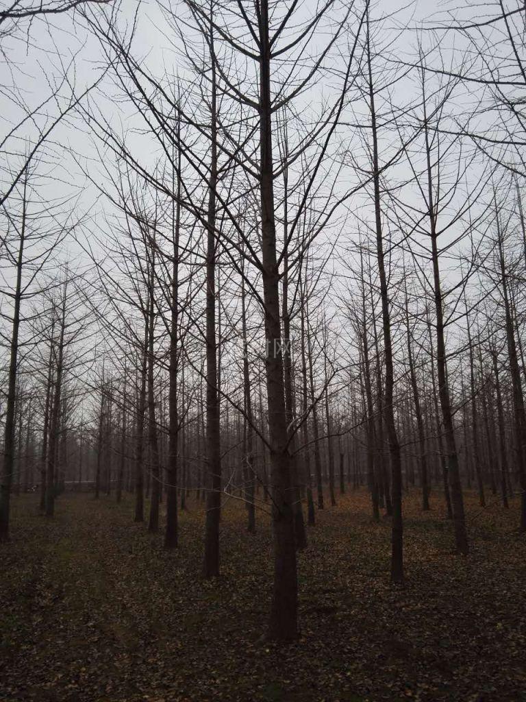 银杏树