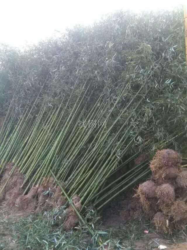 青竹