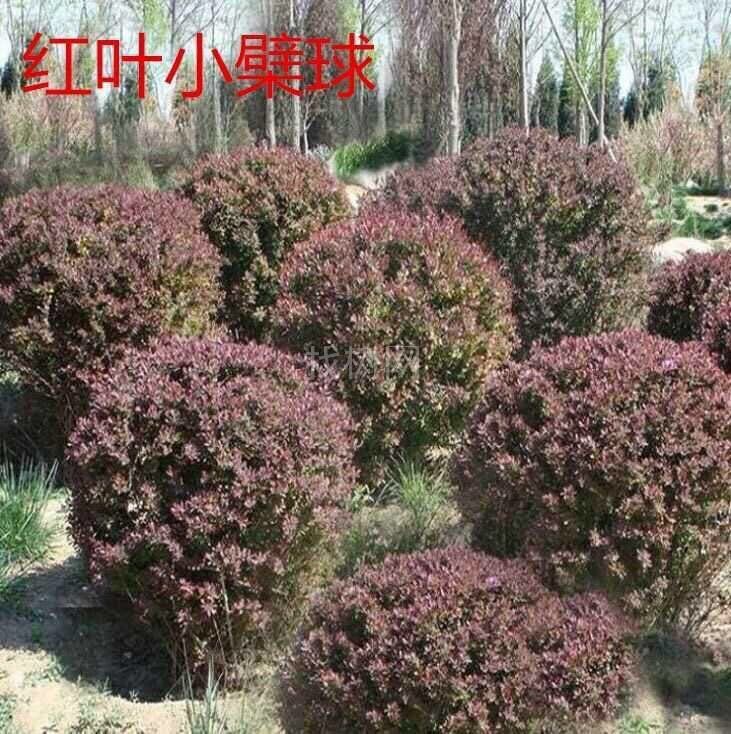 红叶小檗球