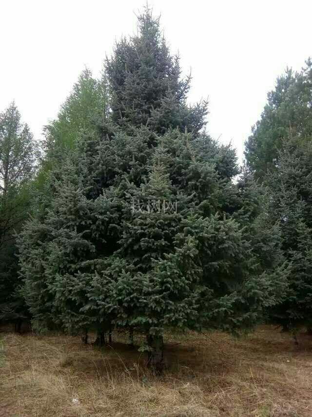 云杉