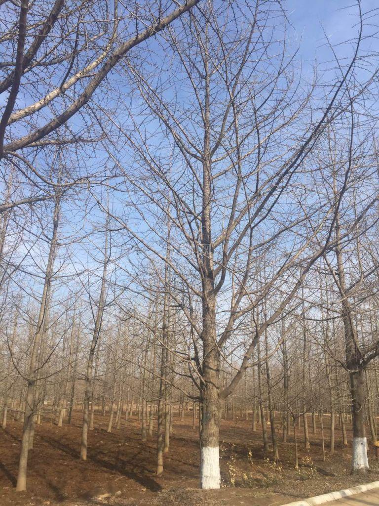 35公分银杏树