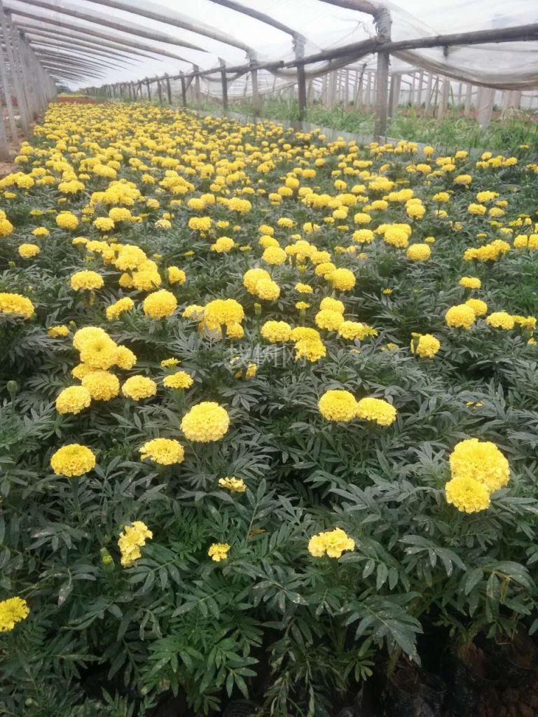 万寿菊