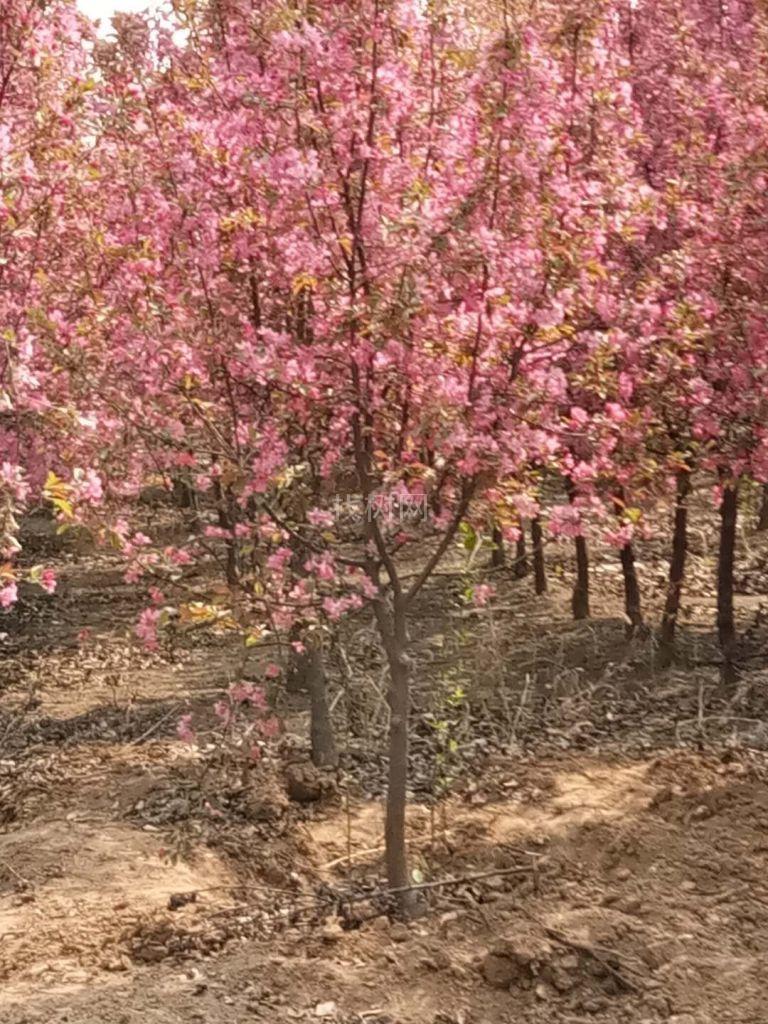 龙柱碧桃