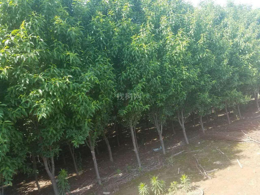 龙柱碧桃