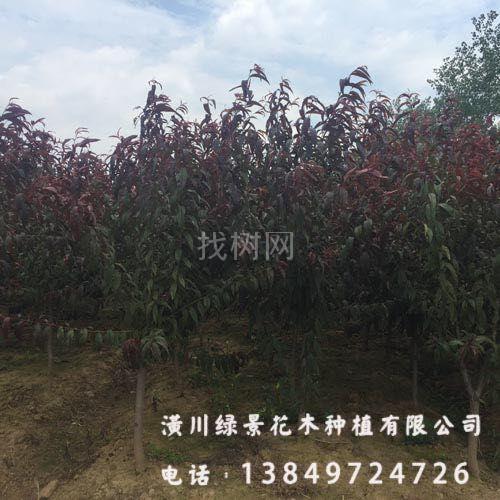 红叶碧桃