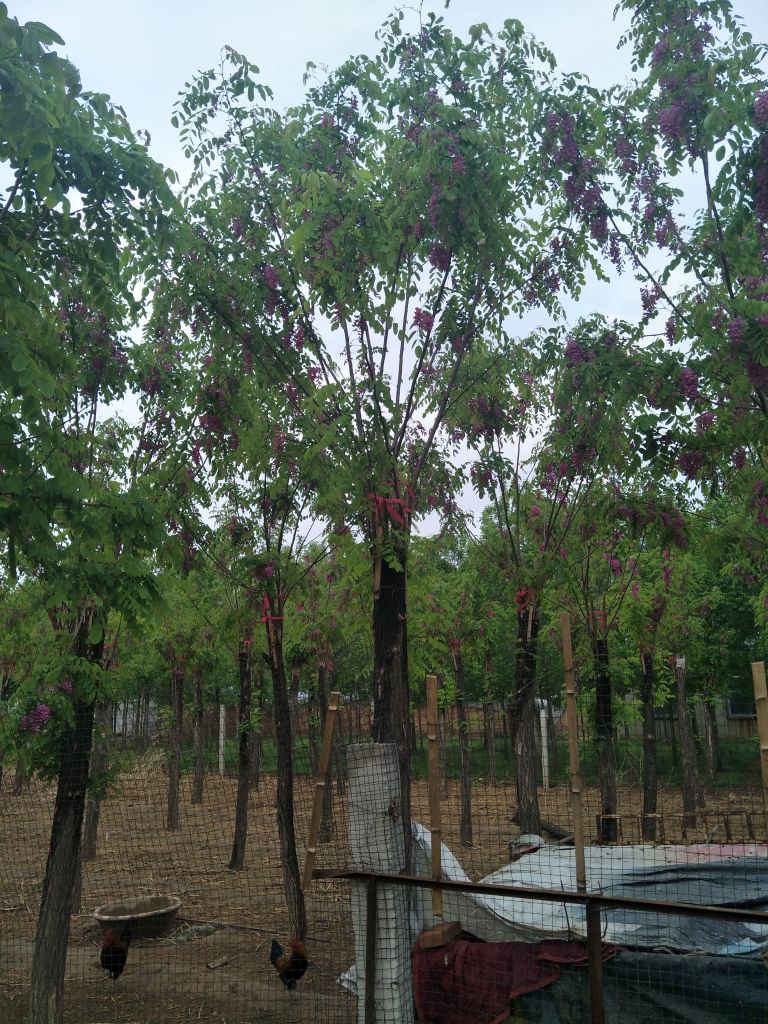 香花槐