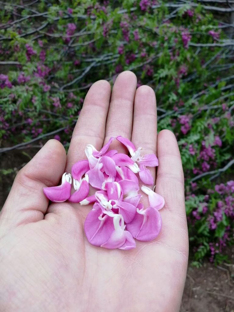 香花槐