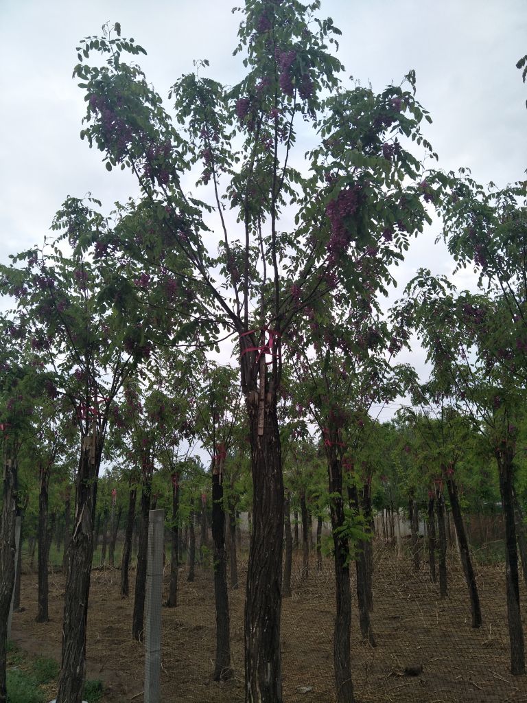 香花槐