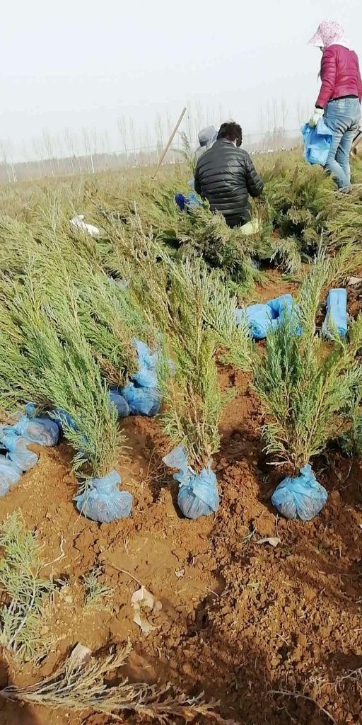 沙地柏