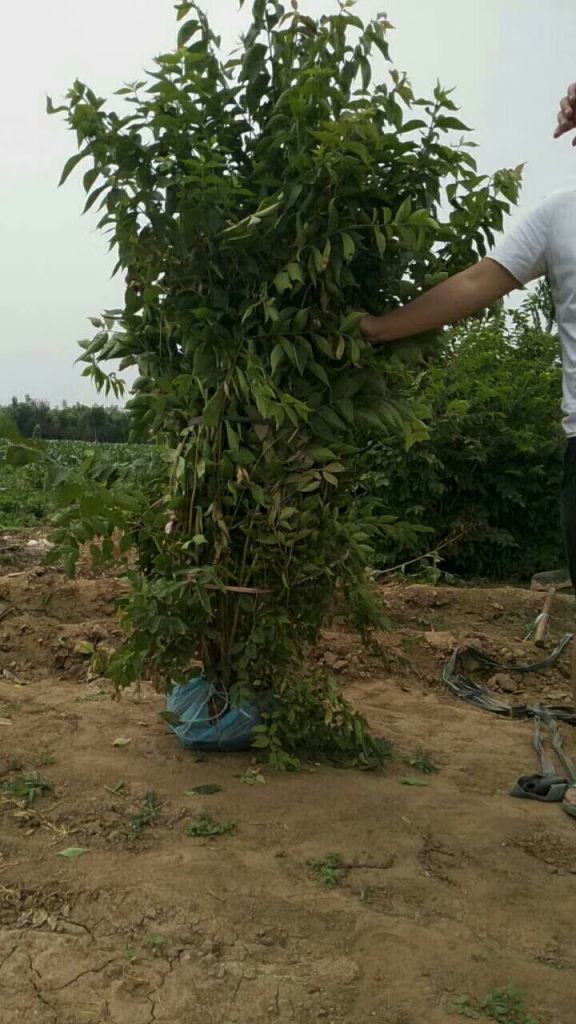 金银木