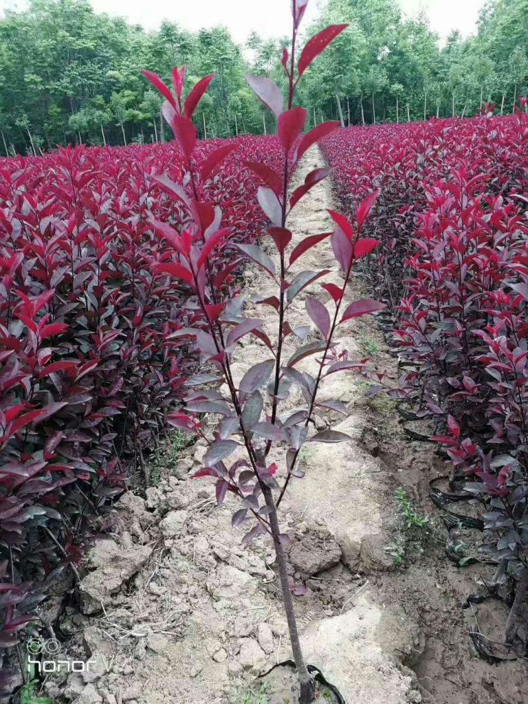 紫叶矮樱