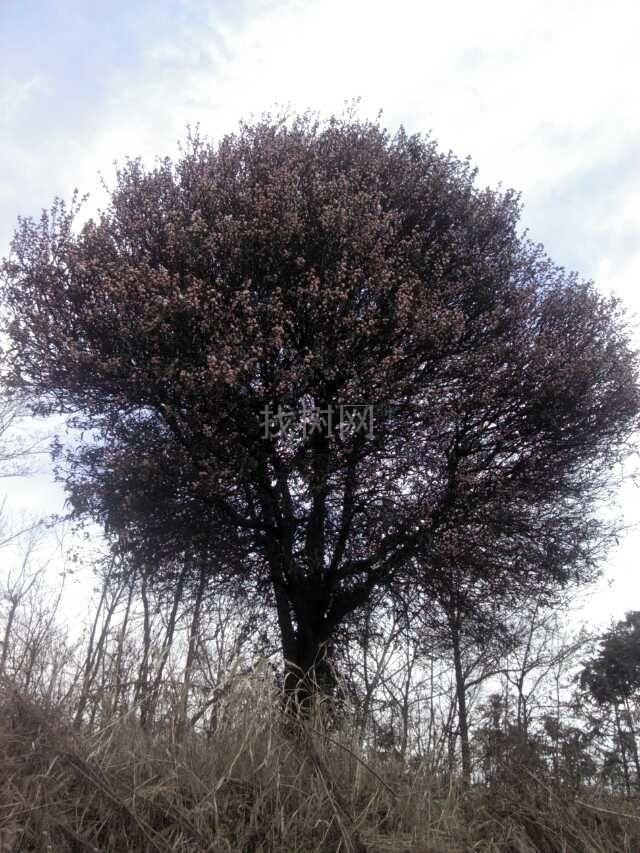柑树