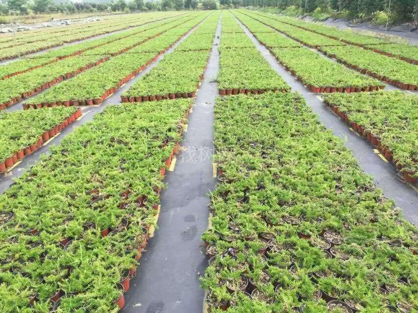 福禄考杯苗