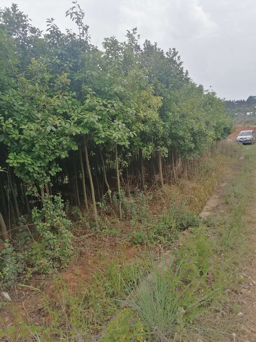 球花石楠