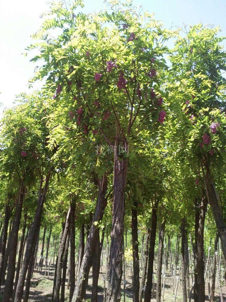香花槐