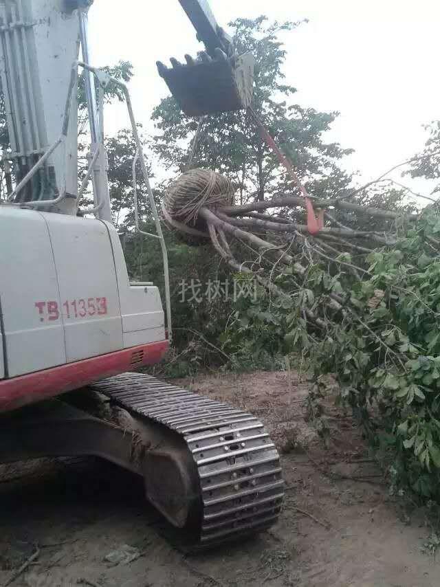 丛生蒙古栎