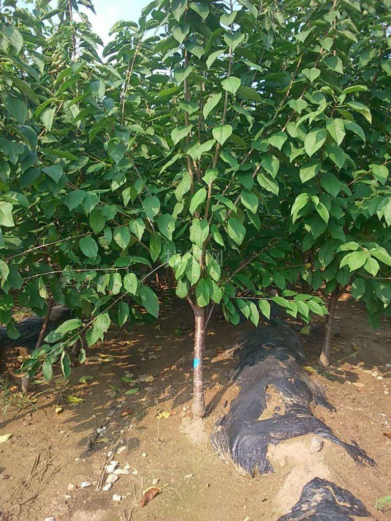 大樱桃
