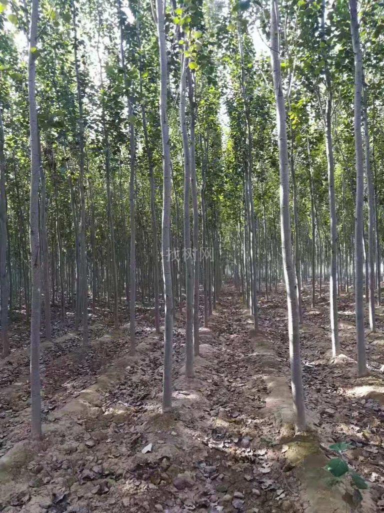 毛白杨