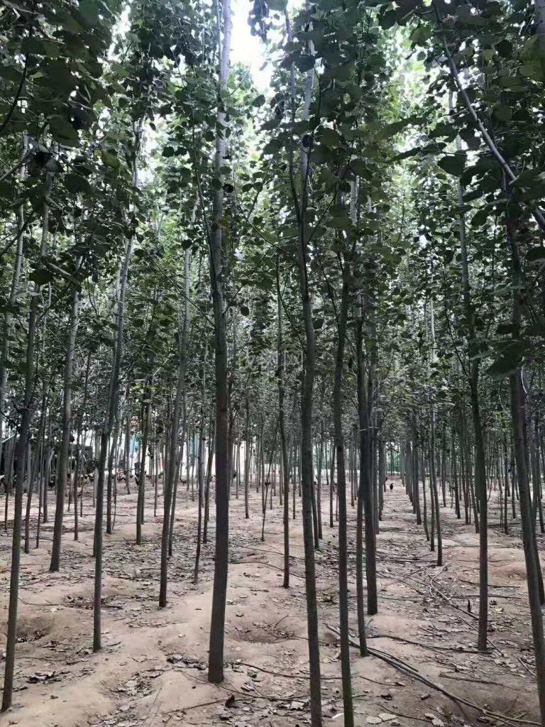 毛白杨