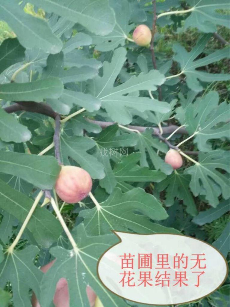 无花果苗