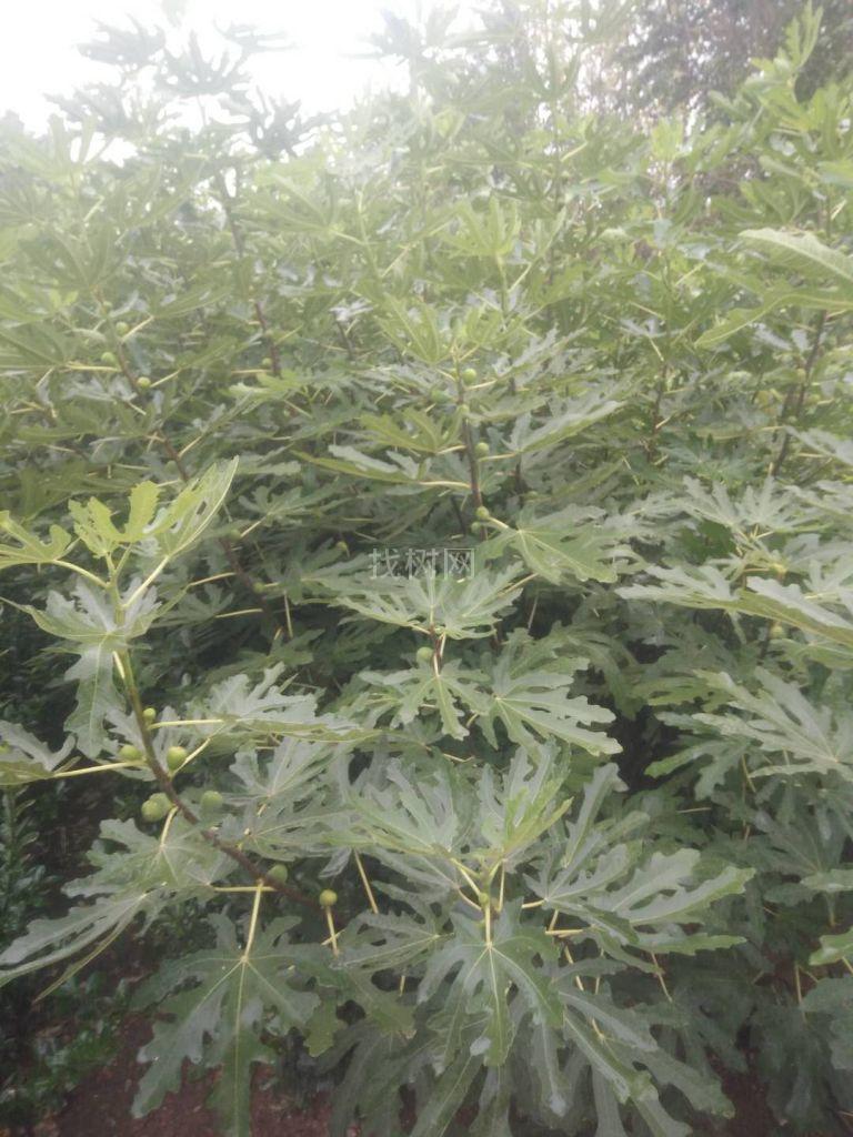 无花果苗