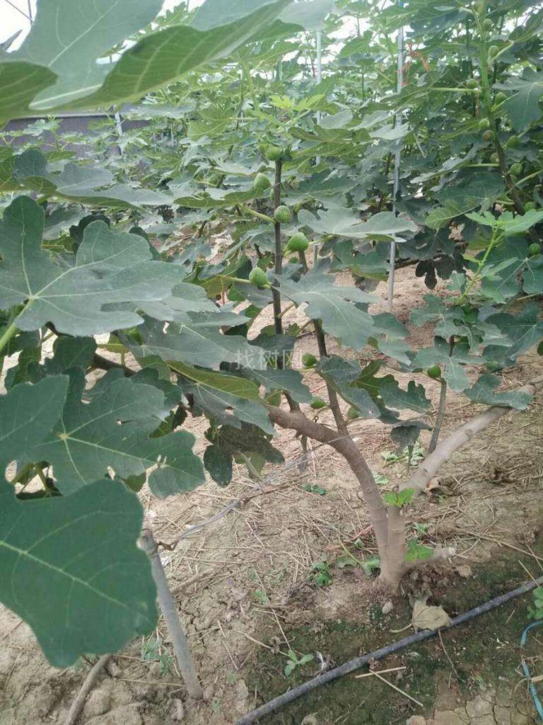 无花果苗