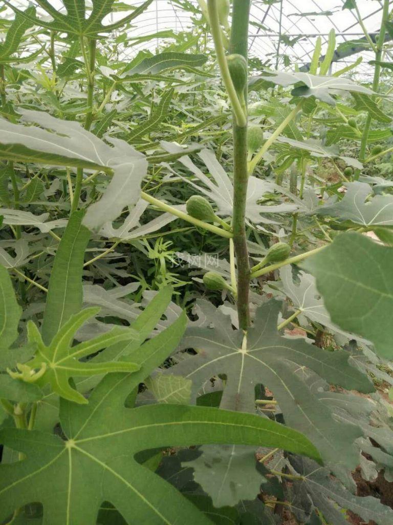 无花果苗