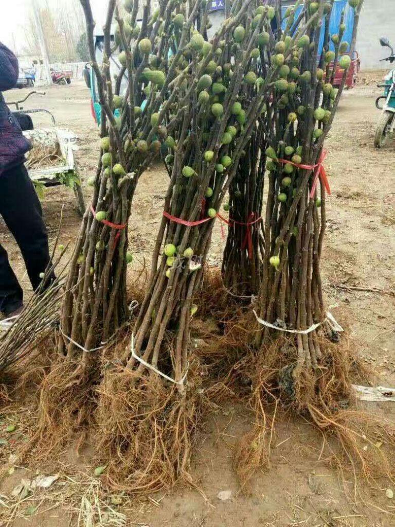 无花果苗