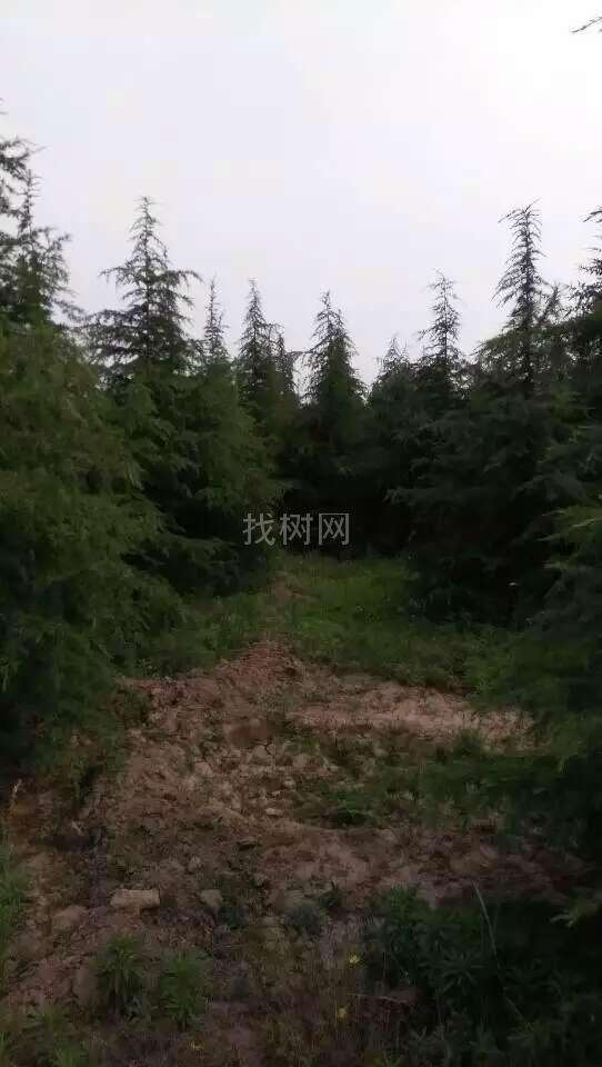 雪松