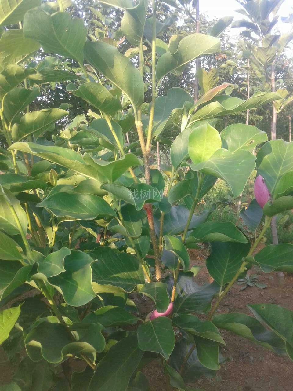 红润玉兰(一年多次开