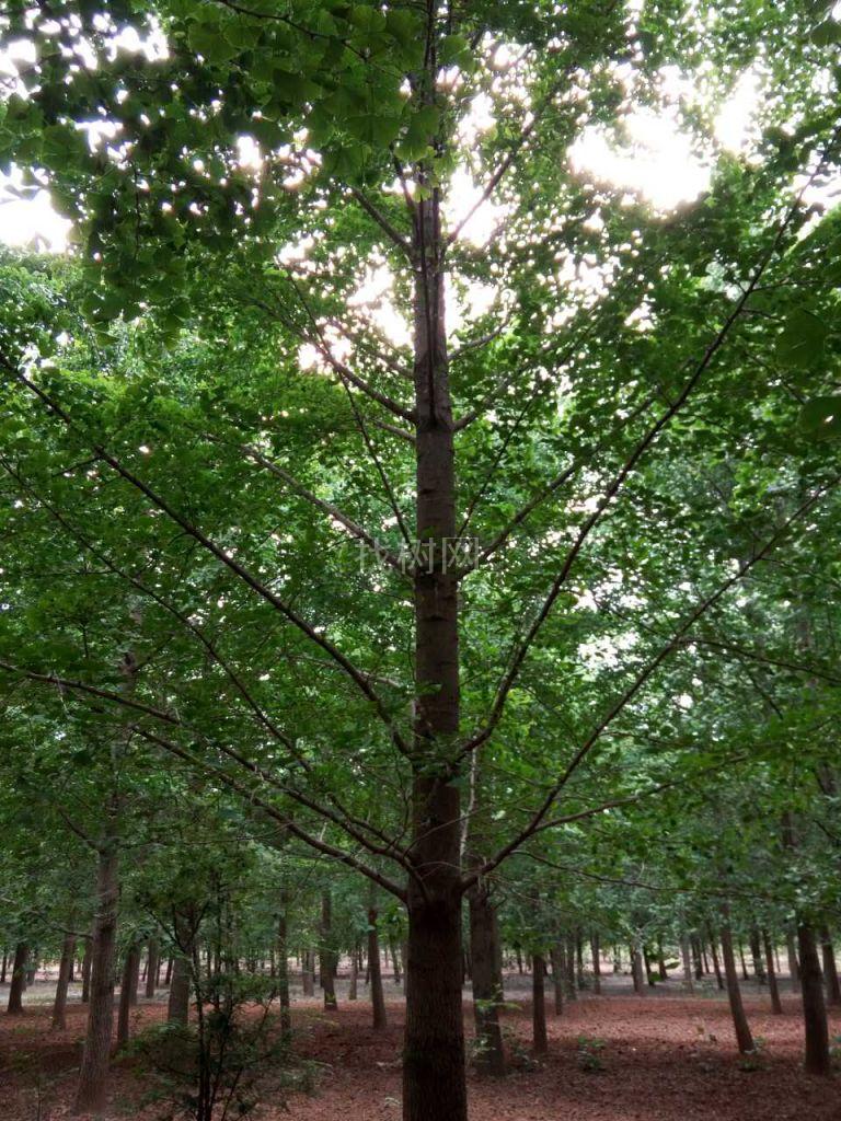 银杏树
